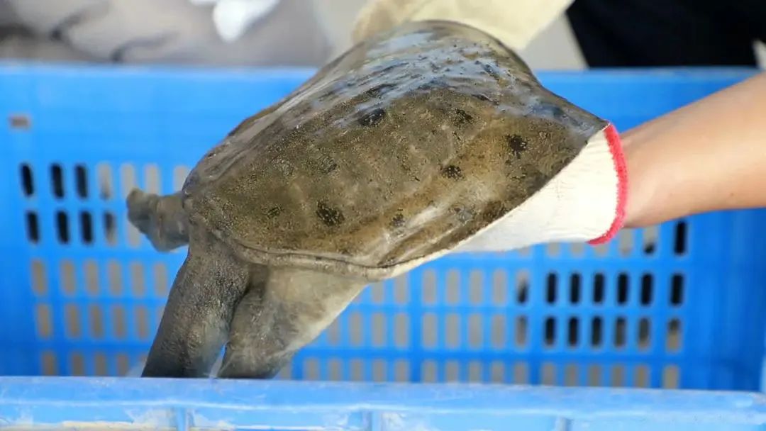 bat365备用登录获选“这十年•广东水产种业风云榜”十大种业企业！